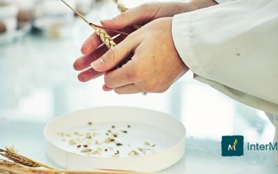 Sin cebada, no hay cerveza: Selección y evaluación de cebadas malteras para cerveceros artesanos