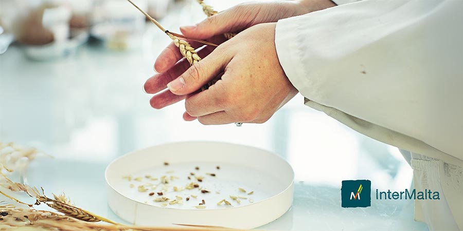 Sin cebada, no hay cerveza: Selección y evaluación de cebadas malteras para cerveceros artesanos